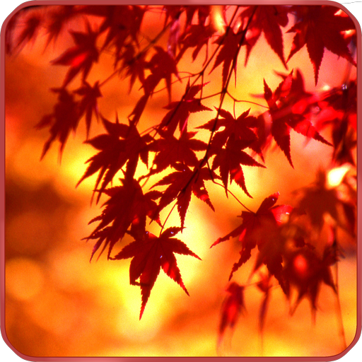 Autumn Leaves Hd Wallpaper Pc ダウンロード オン Windows 10 8 7 版