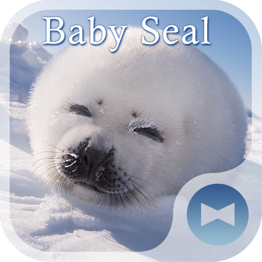 Cute Wallpaper Baby Seal Theme Pc ダウンロード オン Windows 10 8 7 21 版