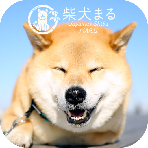 Dog Wallpaper Shiba Inu Maru Pc ダウンロード オン Windows 10 8