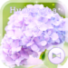 Flower Wallpaper Hydrangea