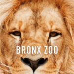 Bronx Zoo App