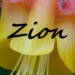 Zion Wildflowers